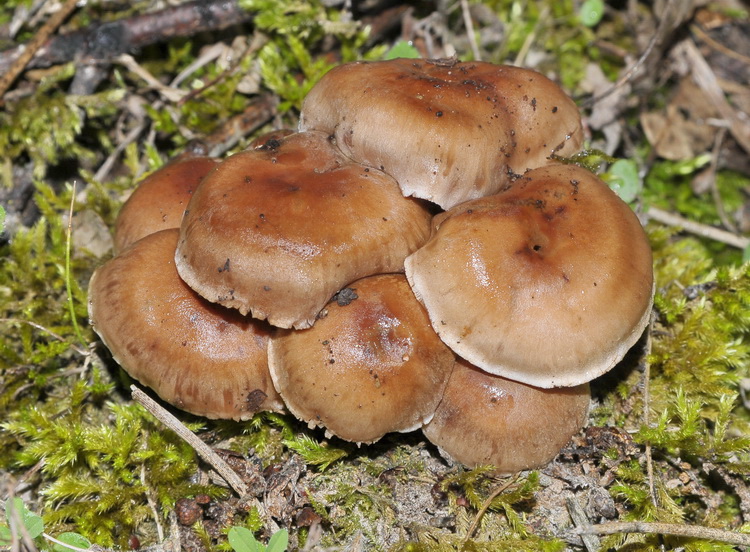 Cortinarius sp. -  cespitoso